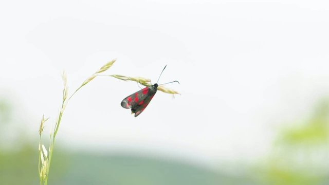 Erdeichel-Widderchen, Zygaena filipendulae