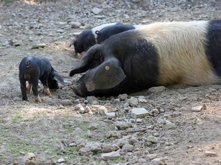 Sattelschweineber mit seinem Nachwuchs
