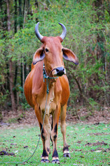 Zebu cow, Thailand