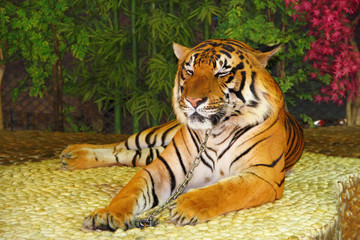 Proud big red tiger in Thai zoo.