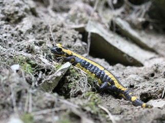 Feuersalamander im Nationalpark Kellerwald