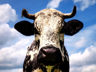 PORTRAIT DE VACHE