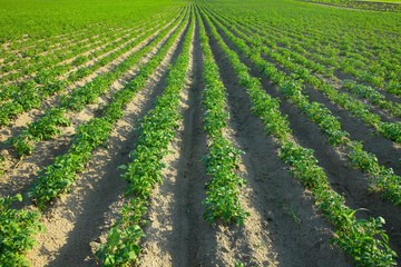 Fototapeta na wymiar Agriculture