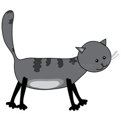 Young kitten in front of white background