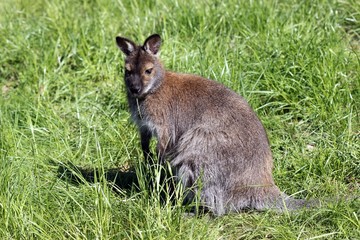 Bennettkänguru 