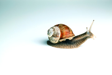 schnecke