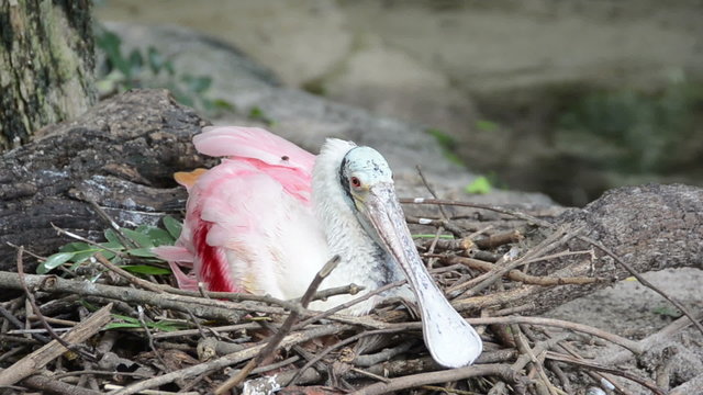 Roseate Spoonbill  (Platalea ajaja) nesting