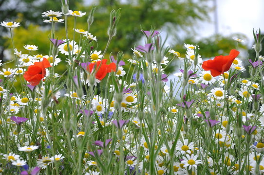 summer flowers