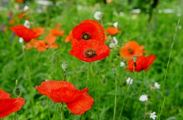Fototapeta premium coquelicots dans un pré