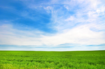 Vivid green meadow in a summer sky