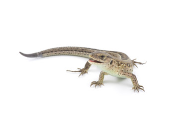 lizard