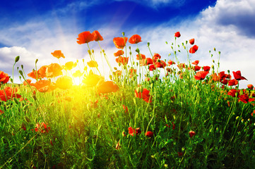 poppies field