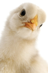 chicken close-up
