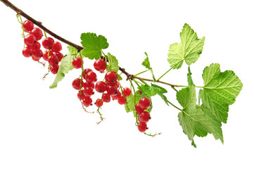 red currant