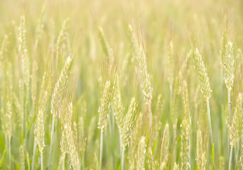 field of unripe rye. nature background