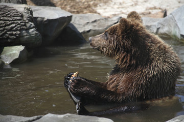 Obraz premium brown bear, funny