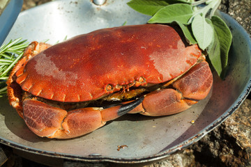rote Krabbe