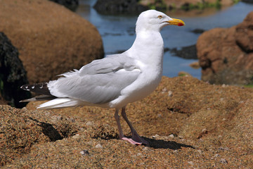 Möwe in dere Bretagne