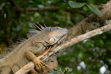 Iguane