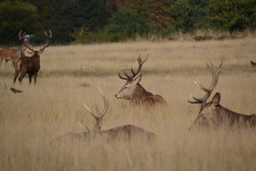 Hirsche im Richmond Park, London