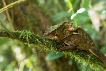 Lézard Costa Rica