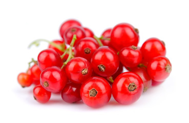 Red Currant