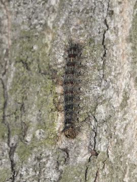 A caterpillar hanging on a tree