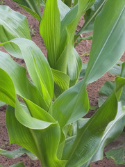 Young corn on an agricultural field.