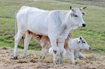 Obraz na płótnie Canvas Białe krowy