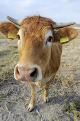 Cow