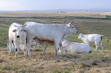Obraz na płótnie Canvas Białe krowy