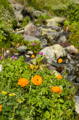 оранжевая купальница