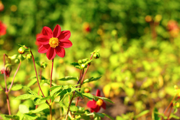 Red dahlia flower