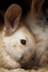 bunny rabbits