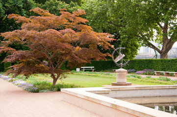 Rotahornbaum im Park