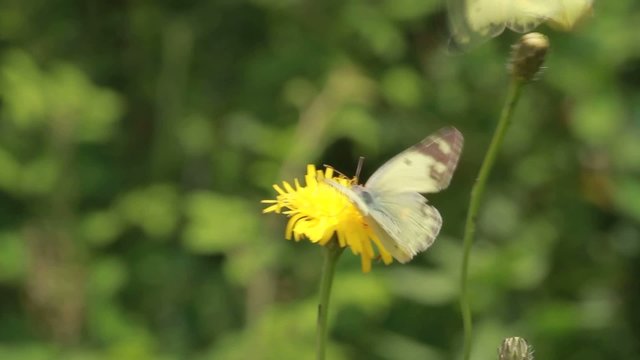 モンキチョウ