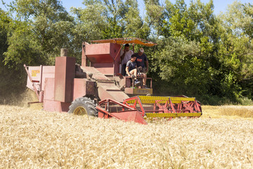 Fototapeta premium Combine Harvester in field