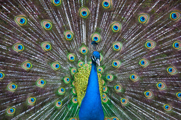 Naklejka premium Peacock display