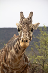 Head and neck of giraffe looking directly at camera