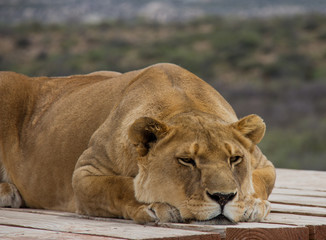 Lioness laying down looking bored