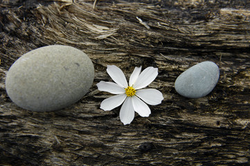 Texture Of Wood with stones and white flower