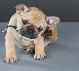 French bulldog puppy sitting and scratching his ear