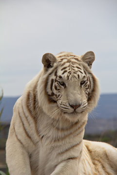 Closeup of Siberian Tiger head and chest