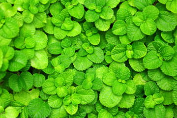 Obraz premium Fresh leaf
