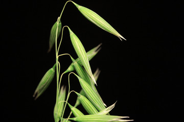 Detail of the green Oat Spike on the black Background