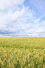 Spring Field of gold green Barley