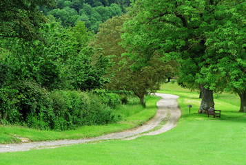 Farm track between trees
