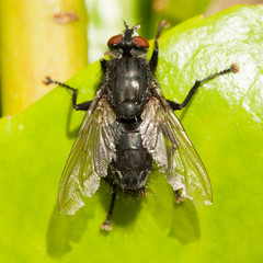 Housefly on a green leaf