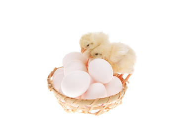 little baby chicken on white eggs inside wicked basket