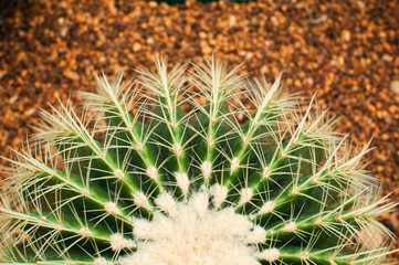 Cactus on gravel